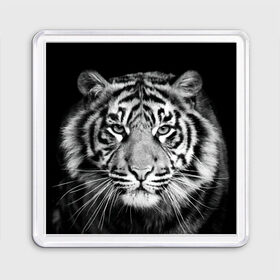 Магнит 55*55 с принтом Тигр в Екатеринбурге, Пластик | Размер: 65*65 мм; Размер печати: 55*55 мм | animal | black   white | look | predator | tiger | wild | взгляд | дикий | животное | тигр | хищник | черно   белый