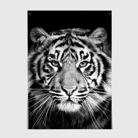 Постер с принтом Тигр в Екатеринбурге, 100% бумага
 | бумага, плотность 150 мг. Матовая, но за счет высокого коэффициента гладкости имеет небольшой блеск и дает на свету блики, но в отличии от глянцевой бумаги не покрыта лаком | animal | black   white | look | predator | tiger | wild | взгляд | дикий | животное | тигр | хищник | черно   белый