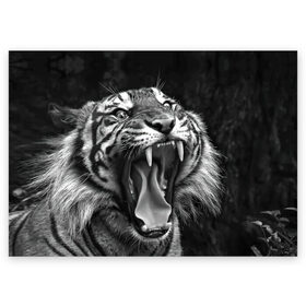 Поздравительная открытка с принтом Тигр в Екатеринбурге, 100% бумага | плотность бумаги 280 г/м2, матовая, на обратной стороне линовка и место для марки
 | Тематика изображения на принте: animal | black   white | fangs | jaws | jungle | predator | teeth | tiger | wild | джунгли | дикий | животное | клыки | оскал | пасть | тигр | хищник | черно   белый