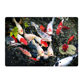 Магнитный плакат 3Х2 с принтом Koi Fish (карпы кои) в Екатеринбурге, Полимерный материал с магнитным слоем | 6 деталей размером 9*9 см | bright | brocade | carp | color | decorative | depth | exotic | fish | koi | koi fish | sea | water | вода | глубина | декоративные | карпы | кои | море | парчовый | рыбки | цвет | экзотические | яркий