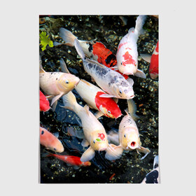 Постер с принтом Koi Fish (карпы кои) в Екатеринбурге, 100% бумага
 | бумага, плотность 150 мг. Матовая, но за счет высокого коэффициента гладкости имеет небольшой блеск и дает на свету блики, но в отличии от глянцевой бумаги не покрыта лаком | bright | brocade | carp | color | decorative | depth | exotic | fish | koi | koi fish | sea | water | вода | глубина | декоративные | карпы | кои | море | парчовый | рыбки | цвет | экзотические | яркий