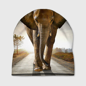 Шапка 3D с принтом Слон в Екатеринбурге, 100% полиэстер | универсальный размер, печать по всей поверхности изделия | africa | animal | big | elephant | go | road | savannah | wild | африка | большой | дикий | дорога | животное | идет | саванна | слон