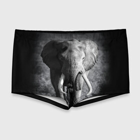 Мужские купальные плавки 3D с принтом Слон в Екатеринбурге, Полиэстер 85%, Спандекс 15% |  | africa | animal | big | black   white | elephant | go | road | savannah | wild | африка | большой | дикий | дорога | животное | идет | саванна | слон | черно   белый