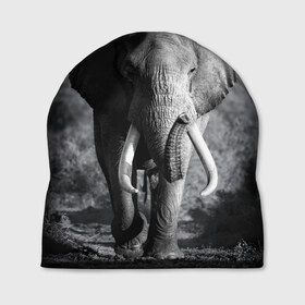 Шапка 3D с принтом Слон в Екатеринбурге, 100% полиэстер | универсальный размер, печать по всей поверхности изделия | africa | animal | big | black   white | elephant | go | road | savannah | wild | африка | большой | дикий | дорога | животное | идет | саванна | слон | черно   белый
