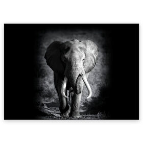 Поздравительная открытка с принтом Слон в Екатеринбурге, 100% бумага | плотность бумаги 280 г/м2, матовая, на обратной стороне линовка и место для марки
 | africa | animal | big | black   white | elephant | go | road | savannah | wild | африка | большой | дикий | дорога | животное | идет | саванна | слон | черно   белый