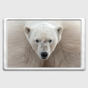 Магнит 45*70 с принтом Белый медведь в Екатеринбурге, Пластик | Размер: 78*52 мм; Размер печати: 70*45 | Тематика изображения на принте: animal | bear | eyes | head | north | polar | predator | white | wild | белый | взгляд | голова | дикий | животное | медведь | полярный | север | хищник
