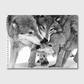 Альбом для рисования с принтом Волчья семья в Екатеринбурге, 100% бумага
 | матовая бумага, плотность 200 мг. | animals | black   white | family | love | predators | wild | wolves | волки | дикие | животные | любовь | семья | хищники | черно   белый