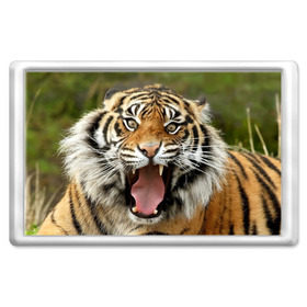 Магнит 45*70 с принтом Тигр в Екатеринбурге, Пластик | Размер: 78*52 мм; Размер печати: 70*45 | angry | animal | beast | jaws | predator | teeth | tiger | животное | зверь | злой | клыки | оскал | пасть | тигр | хищник