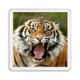 Магнит 55*55 с принтом Тигр в Екатеринбурге, Пластик | Размер: 65*65 мм; Размер печати: 55*55 мм | Тематика изображения на принте: angry | animal | beast | jaws | predator | teeth | tiger | животное | зверь | злой | клыки | оскал | пасть | тигр | хищник
