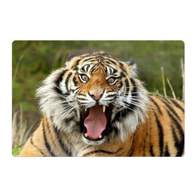 Магнитный плакат 3Х2 с принтом Тигр в Екатеринбурге, Полимерный материал с магнитным слоем | 6 деталей размером 9*9 см | angry | animal | beast | jaws | predator | teeth | tiger | животное | зверь | злой | клыки | оскал | пасть | тигр | хищник