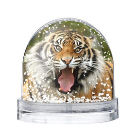 Снежный шар с принтом Тигр в Екатеринбурге, Пластик | Изображение внутри шара печатается на глянцевой фотобумаге с двух сторон | angry | animal | beast | jaws | predator | teeth | tiger | животное | зверь | злой | клыки | оскал | пасть | тигр | хищник
