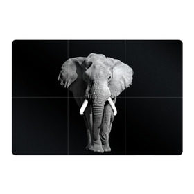Магнитный плакат 3Х2 с принтом Слон в Екатеринбурге, Полимерный материал с магнитным слоем | 6 деталей размером 9*9 см | africa | big | black   white | elephant is an animal | shroud | tusks | африка | бивни | большой | животное | идет | савана | слон | черно   белый