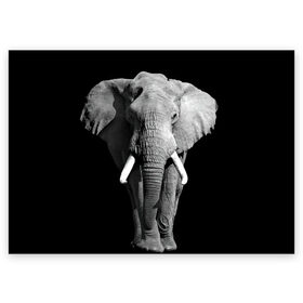 Поздравительная открытка с принтом Слон в Екатеринбурге, 100% бумага | плотность бумаги 280 г/м2, матовая, на обратной стороне линовка и место для марки
 | africa | big | black   white | elephant is an animal | shroud | tusks | африка | бивни | большой | животное | идет | савана | слон | черно   белый