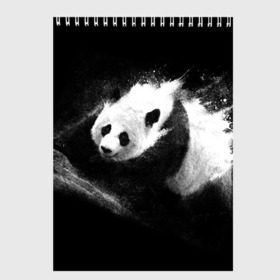 Скетчбук с принтом Молочная панда в Екатеринбурге, 100% бумага
 | 48 листов, плотность листов — 100 г/м2, плотность картонной обложки — 250 г/м2. Листы скреплены сверху удобной пружинной спиралью | animal | bear | beast | milk | nature | panda | животное | зверь | медведь | молоко | панда | природа