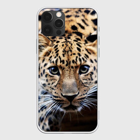 Чехол для iPhone 12 Pro Max с принтом Леопард в Екатеринбурге, Силикон |  | взгляд | глаза | дикая кошка | леопард | хищник