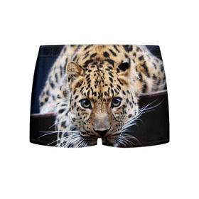 Мужские трусы 3D с принтом Леопард в Екатеринбурге, 50% хлопок, 50% полиэстер | классическая посадка, на поясе мягкая тканевая резинка | взгляд | глаза | дикая кошка | леопард | хищник