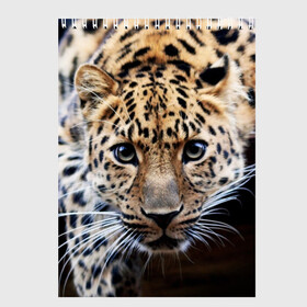 Скетчбук с принтом Леопард в Екатеринбурге, 100% бумага
 | 48 листов, плотность листов — 100 г/м2, плотность картонной обложки — 250 г/м2. Листы скреплены сверху удобной пружинной спиралью | взгляд | глаза | дикая кошка | леопард | хищник