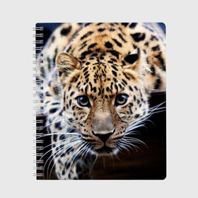 Тетрадь с принтом Леопард в Екатеринбурге, 100% бумага | 48 листов, плотность листов — 60 г/м2, плотность картонной обложки — 250 г/м2. Листы скреплены сбоку удобной пружинной спиралью. Уголки страниц и обложки скругленные. Цвет линий — светло-серый
 | взгляд | глаза | дикая кошка | леопард | хищник