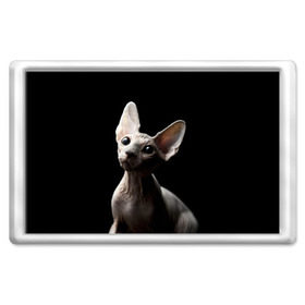 Магнит 45*70 с принтом Сфинкс в Екатеринбурге, Пластик | Размер: 78*52 мм; Размер печати: 70*45 | Тематика изображения на принте: black | cat | взгляд | кот | котик | котэ | кошка | сфинкс | уши | черный