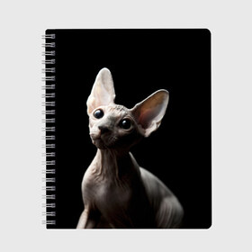 Тетрадь с принтом Сфинкс в Екатеринбурге, 100% бумага | 48 листов, плотность листов — 60 г/м2, плотность картонной обложки — 250 г/м2. Листы скреплены сбоку удобной пружинной спиралью. Уголки страниц и обложки скругленные. Цвет линий — светло-серый
 | Тематика изображения на принте: black | cat | взгляд | кот | котик | котэ | кошка | сфинкс | уши | черный