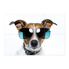 Магнитный плакат 3Х2 с принтом Джек Рассел в очках в Екатеринбурге, Полимерный материал с магнитным слоем | 6 деталей размером 9*9 см | волкодав | дворняжка | джек | джек рассел | домашние животные | любимец | мопс | овчарка | пес | песик | питомец | рассел | сенбернар | собака | собачка