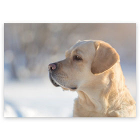 Поздравительная открытка с принтом Лабрадор в Екатеринбурге, 100% бумага | плотность бумаги 280 г/м2, матовая, на обратной стороне линовка и место для марки
 | далматин | далматинец | дворняга | лабрадор | любимец | овчарка | пес | питомец | самоед | собака | собачка | щенок