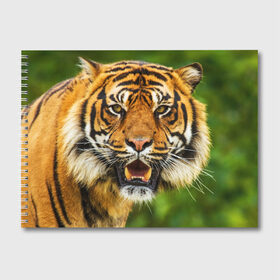 Альбом для рисования с принтом Тигр в Екатеринбурге, 100% бумага
 | матовая бумага, плотность 200 мг. | Тематика изображения на принте: дикая кошка | животное | клыки | лев | тигр. tiger | хищник
