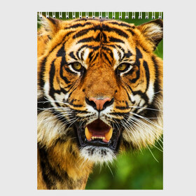 Скетчбук с принтом Тигр в Екатеринбурге, 100% бумага
 | 48 листов, плотность листов — 100 г/м2, плотность картонной обложки — 250 г/м2. Листы скреплены сверху удобной пружинной спиралью | дикая кошка | животное | клыки | лев | тигр. tiger | хищник