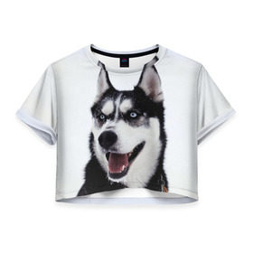 Женская футболка 3D укороченная с принтом Сибирский хаски в Екатеринбурге, 100% полиэстер | круглая горловина, длина футболки до линии талии, рукава с отворотами | взгляд | голубые глаза | зима | сибирь | снег | собака | хаски | хаски бандит | холод