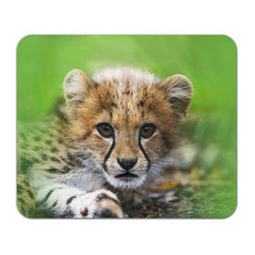 Коврик прямоугольный с принтом Котёнок гепарда в Екатеринбурге, натуральный каучук | размер 230 х 185 мм; запечатка лицевой стороны | Тематика изображения на принте: гепард | дикая кошка | котёнок | кошка | лев | природа | тигр | хищник | ягуар