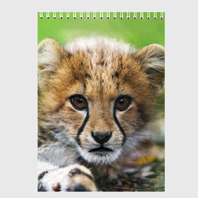 Скетчбук с принтом Котёнок гепарда в Екатеринбурге, 100% бумага
 | 48 листов, плотность листов — 100 г/м2, плотность картонной обложки — 250 г/м2. Листы скреплены сверху удобной пружинной спиралью | гепард | дикая кошка | котёнок | кошка | лев | природа | тигр | хищник | ягуар