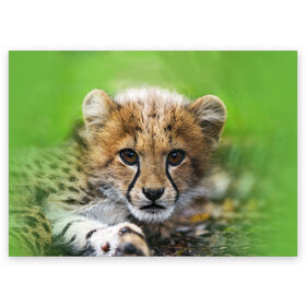 Поздравительная открытка с принтом Котёнок гепарда в Екатеринбурге, 100% бумага | плотность бумаги 280 г/м2, матовая, на обратной стороне линовка и место для марки
 | гепард | дикая кошка | котёнок | кошка | лев | природа | тигр | хищник | ягуар