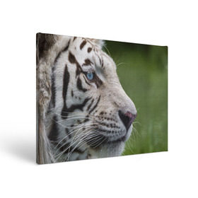 Холст прямоугольный с принтом Белый тигр в Екатеринбурге, 100% ПВХ |  | Тематика изображения на принте: абессинкая | домашние | животные | кот | котенок | кошка | порода | сиамская | тигр | хищник