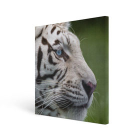 Холст квадратный с принтом Белый тигр в Екатеринбурге, 100% ПВХ |  | Тематика изображения на принте: абессинкая | домашние | животные | кот | котенок | кошка | порода | сиамская | тигр | хищник