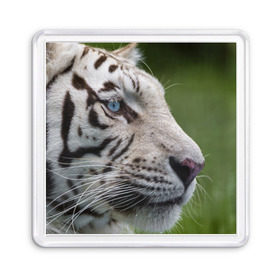 Магнит 55*55 с принтом Белый тигр в Екатеринбурге, Пластик | Размер: 65*65 мм; Размер печати: 55*55 мм | Тематика изображения на принте: абессинкая | домашние | животные | кот | котенок | кошка | порода | сиамская | тигр | хищник