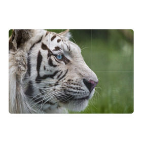 Магнитный плакат 3Х2 с принтом Белый тигр в Екатеринбурге, Полимерный материал с магнитным слоем | 6 деталей размером 9*9 см | Тематика изображения на принте: абессинкая | домашние | животные | кот | котенок | кошка | порода | сиамская | тигр | хищник