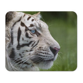 Коврик прямоугольный с принтом Белый тигр в Екатеринбурге, натуральный каучук | размер 230 х 185 мм; запечатка лицевой стороны | Тематика изображения на принте: абессинкая | домашние | животные | кот | котенок | кошка | порода | сиамская | тигр | хищник