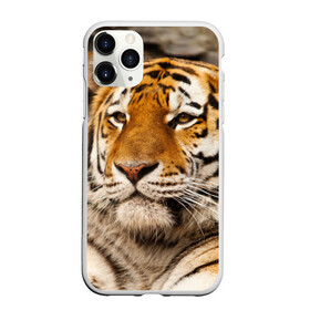 Чехол для iPhone 11 Pro матовый с принтом Тигр в Екатеринбурге, Силикон |  | амурский | животные | киса | кот | котенок | кошка | пума | рысь | серый | тигр | хищник