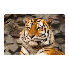 Магнитный плакат 3Х2 с принтом Тигр в Екатеринбурге, Полимерный материал с магнитным слоем | 6 деталей размером 9*9 см | Тематика изображения на принте: амурский | животные | киса | кот | котенок | кошка | пума | рысь | серый | тигр | хищник