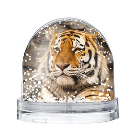 Снежный шар с принтом Тигр в Екатеринбурге, Пластик | Изображение внутри шара печатается на глянцевой фотобумаге с двух сторон | амурский | животные | киса | кот | котенок | кошка | пума | рысь | серый | тигр | хищник