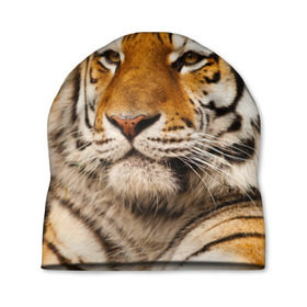 Шапка 3D с принтом Тигр в Екатеринбурге, 100% полиэстер | универсальный размер, печать по всей поверхности изделия | амурский | животные | киса | кот | котенок | кошка | пума | рысь | серый | тигр | хищник