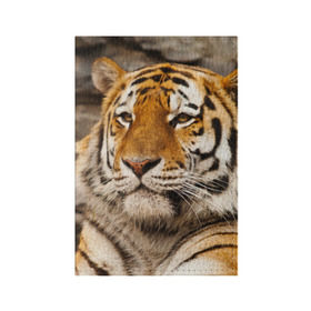 Обложка для паспорта матовая кожа с принтом Тигр в Екатеринбурге, натуральная матовая кожа | размер 19,3 х 13,7 см; прозрачные пластиковые крепления | амурский | животные | киса | кот | котенок | кошка | пума | рысь | серый | тигр | хищник