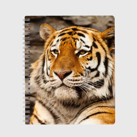 Тетрадь с принтом Тигр в Екатеринбурге, 100% бумага | 48 листов, плотность листов — 60 г/м2, плотность картонной обложки — 250 г/м2. Листы скреплены сбоку удобной пружинной спиралью. Уголки страниц и обложки скругленные. Цвет линий — светло-серый
 | амурский | животные | киса | кот | котенок | кошка | пума | рысь | серый | тигр | хищник