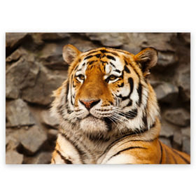 Поздравительная открытка с принтом Тигр в Екатеринбурге, 100% бумага | плотность бумаги 280 г/м2, матовая, на обратной стороне линовка и место для марки
 | Тематика изображения на принте: амурский | животные | киса | кот | котенок | кошка | пума | рысь | серый | тигр | хищник