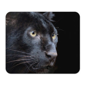 Коврик прямоугольный с принтом Черная пантера в Екатеринбурге, натуральный каучук | размер 230 х 185 мм; запечатка лицевой стороны | животные | кис | киска | кот | котенок | котик | кошечка | кошка | пантера | рысь | тигр | хищник