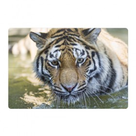 Магнитный плакат 3Х2 с принтом Тигр в Екатеринбурге, Полимерный материал с магнитным слоем | 6 деталей размером 9*9 см | Тематика изображения на принте: животные | кошка | лев | тигр | тигренок | тигрица | хищник