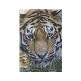 Обложка для паспорта матовая кожа с принтом Тигр в Екатеринбурге, натуральная матовая кожа | размер 19,3 х 13,7 см; прозрачные пластиковые крепления | Тематика изображения на принте: животные | кошка | лев | тигр | тигренок | тигрица | хищник