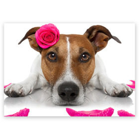 Поздравительная открытка с принтом Джек рассел с розой в Екатеринбурге, 100% бумага | плотность бумаги 280 г/м2, матовая, на обратной стороне линовка и место для марки
 | волкодав | дворняжка | джек | джек рассел | домашние животные | любимец | мопс | овчарка | пес | песик | питомец | рассел | сенбернар | собака | собачка