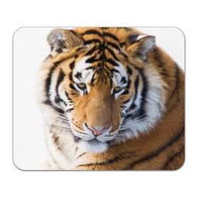 Коврик прямоугольный с принтом Тигр в Екатеринбурге, натуральный каучук | размер 230 х 185 мм; запечатка лицевой стороны | амурский | животные | киса | кот | котенок | кошка | пума | рысь | серый | тигр | хищник