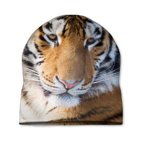 Шапка 3D с принтом Тигр в Екатеринбурге, 100% полиэстер | универсальный размер, печать по всей поверхности изделия | Тематика изображения на принте: амурский | животные | киса | кот | котенок | кошка | пума | рысь | серый | тигр | хищник
